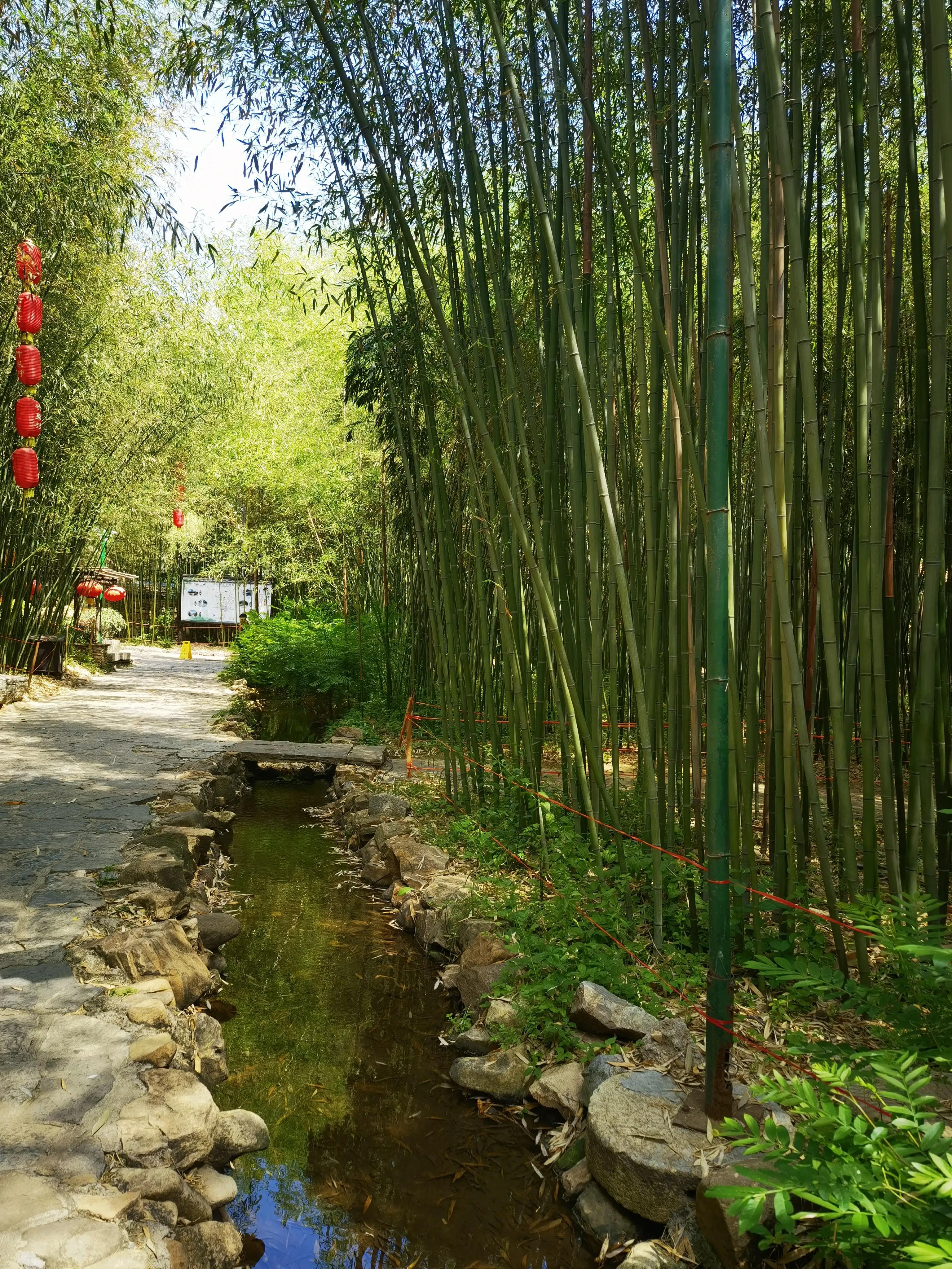 山东自驾游竹林小镇,五一自驾游推荐洞林湖