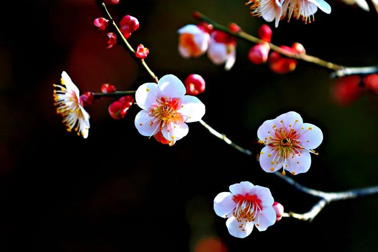 白梅蕴含的品格,白梅寓意