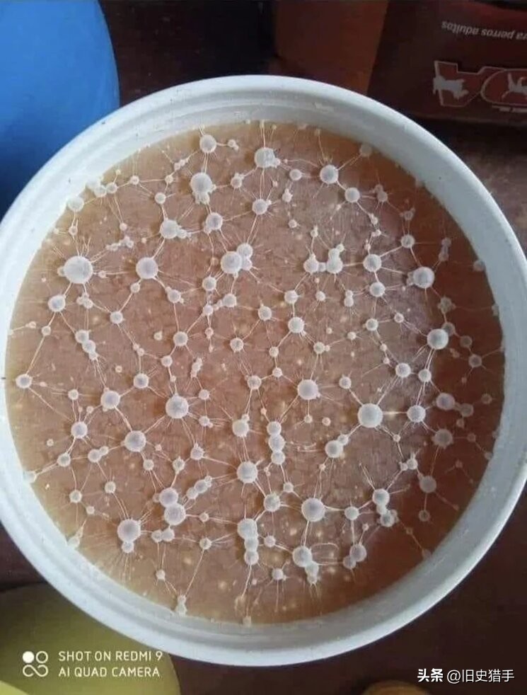 20张照片霉霉,25张令人震惊的图片