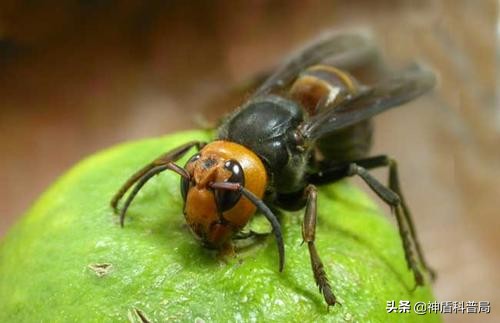 入侵海外的魔王，竟是云南人的宠物？三针能蛰死牛还被大量养殖