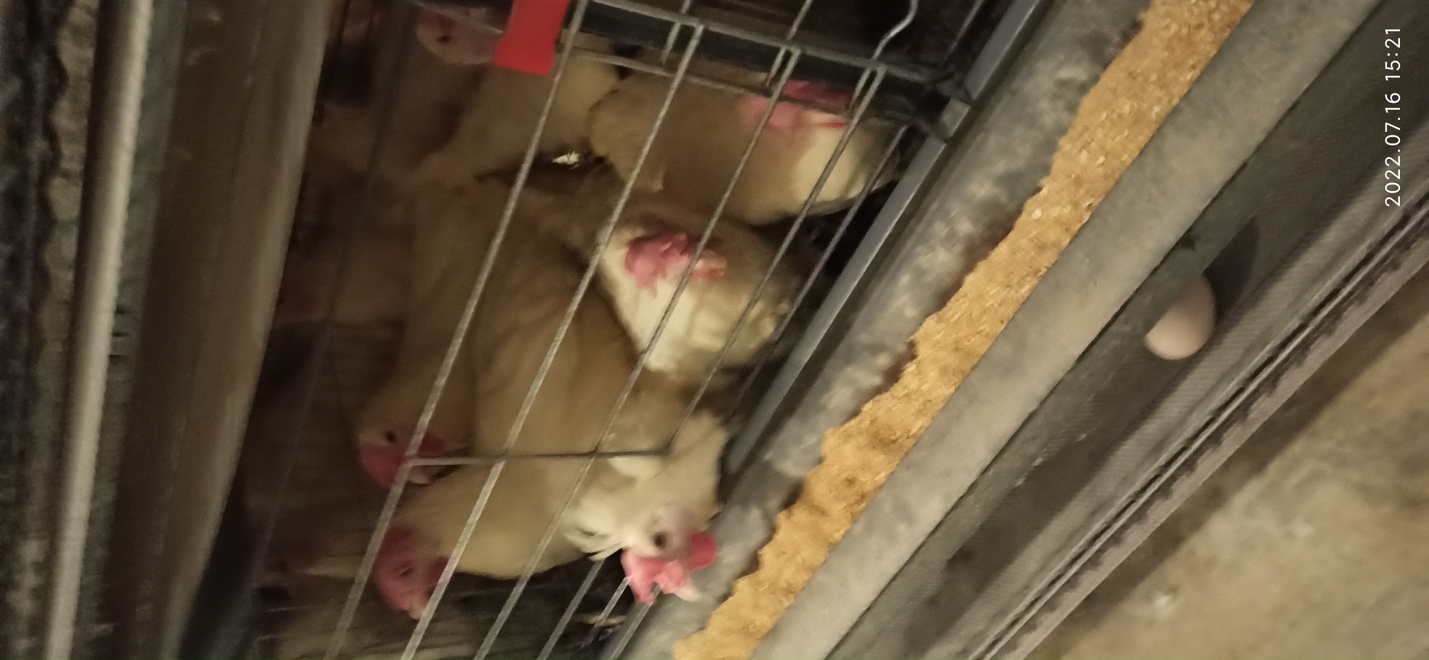 牧翔禽病研究院‖蛋鸡传染性贫血并发滑液囊支原体病例（湖北）69