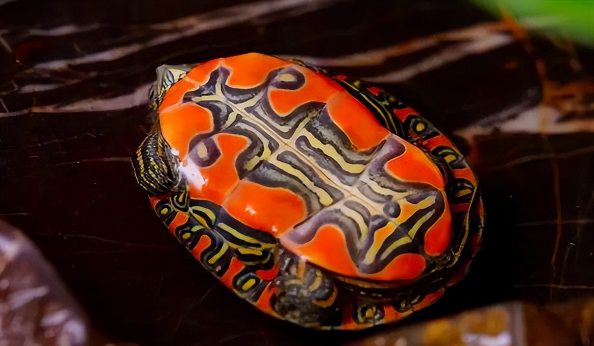 锦龟寓意,锦龟又称什么龟