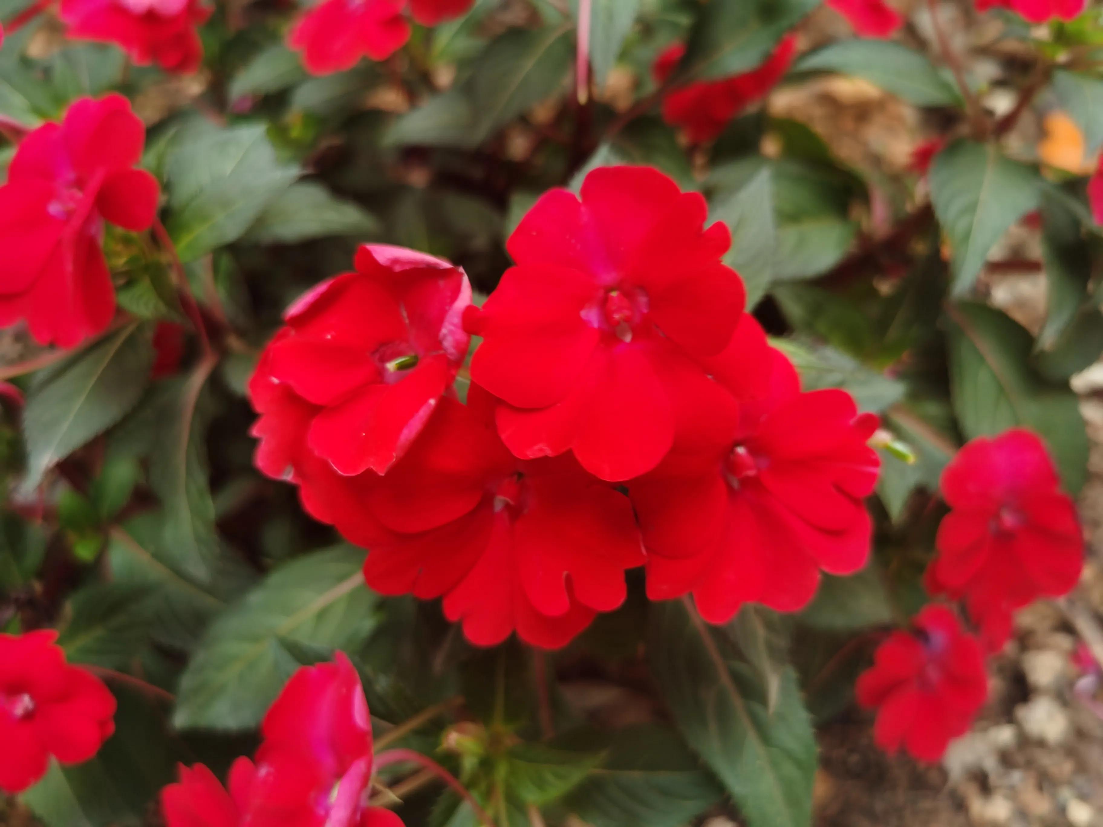 赏花旅游种什么花,春季去公园踏青上百种花让人眼花