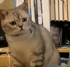 猫咪会嫉妒宠自己的孩子吗,猫咪会嫉妒对另一个小动物好吗