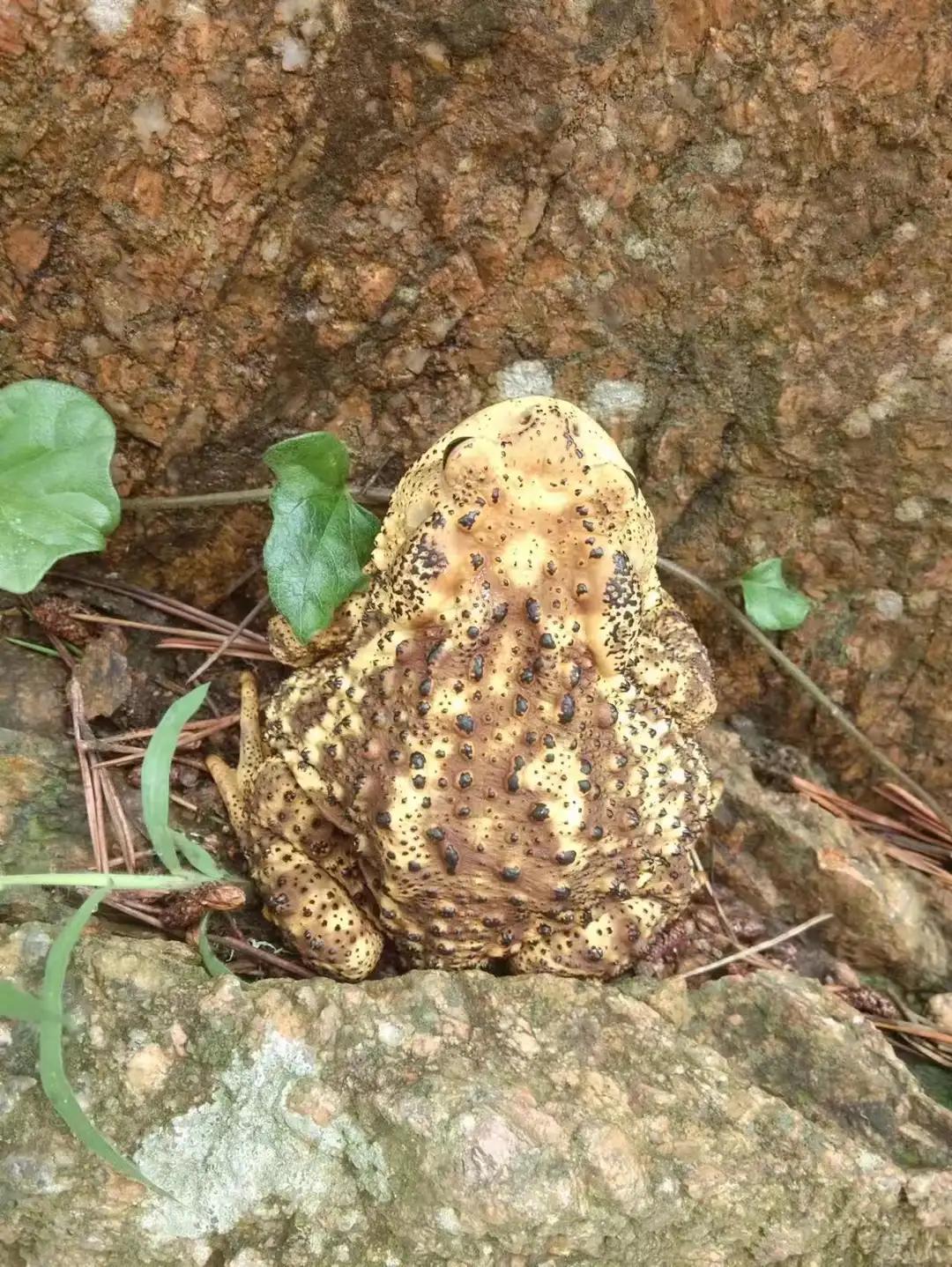 eod模式助推裸露矿坑建成绿色矿山,汽车eod模式是什么意思