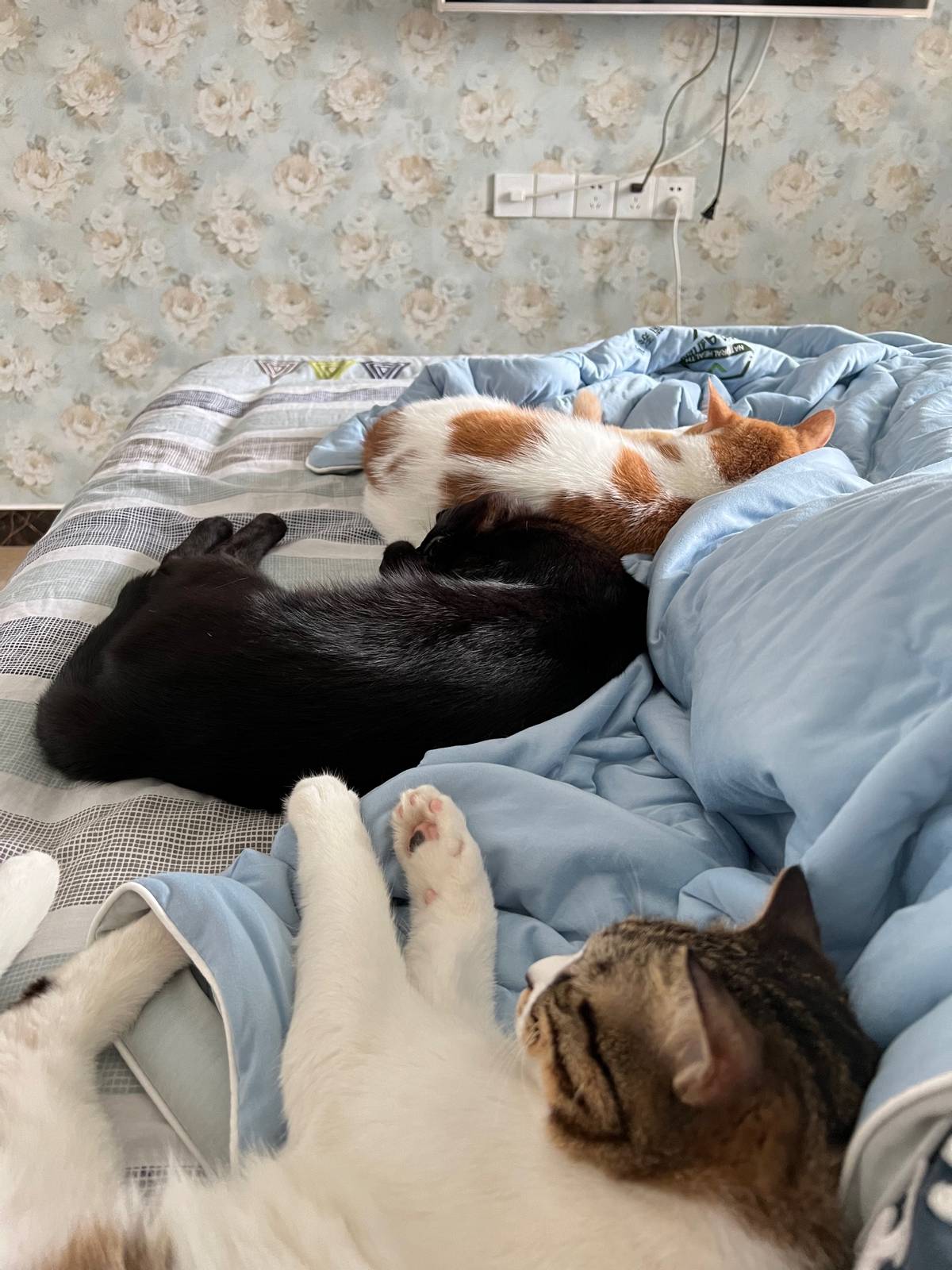 养猫得了过敏想继续养怎么办,养猫过敏怎么处理