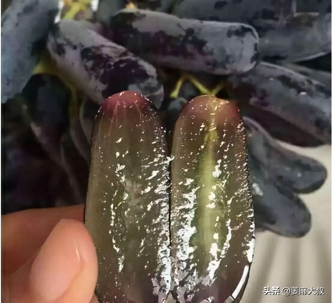 阳台选了它比花还漂亮,适合阳台可以吃的植物