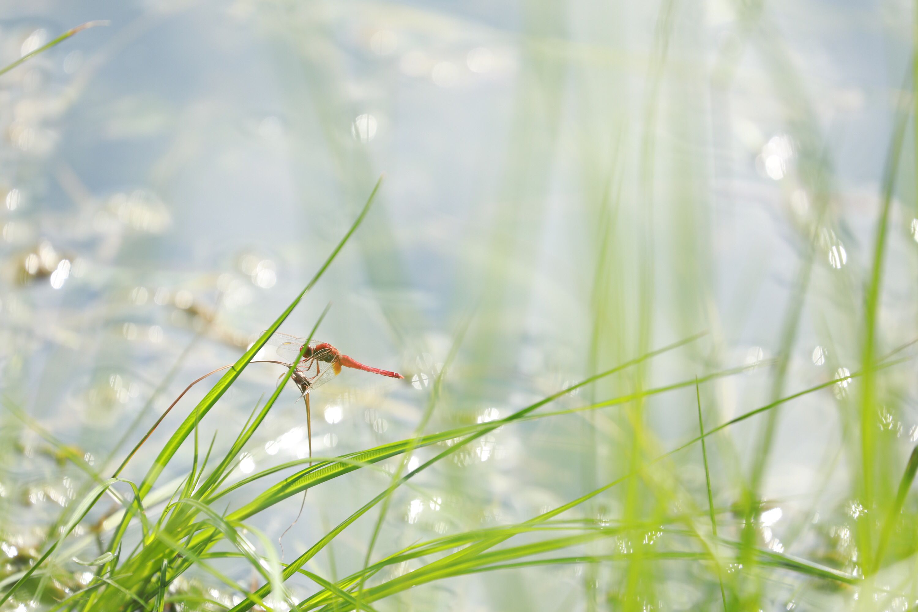 很多蜻蜓低飞是要下雨吗,蜻蜓低飞是下雨吗