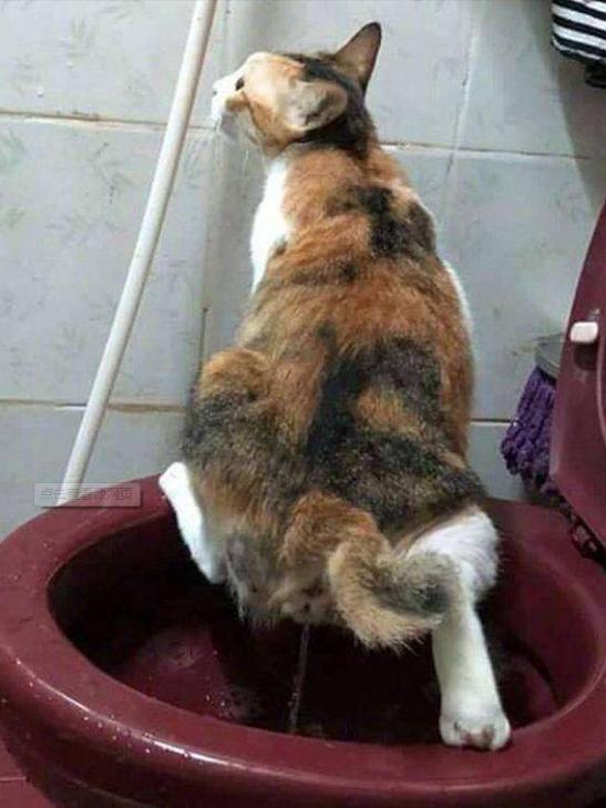 没养过猫的你知道猫咪的小秘密吗 (养猫人必须要知道的猫咪知识)