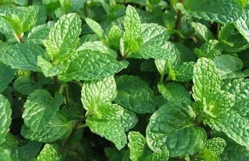野薄荷留兰香薄荷,薄荷和留兰香哪个好吃