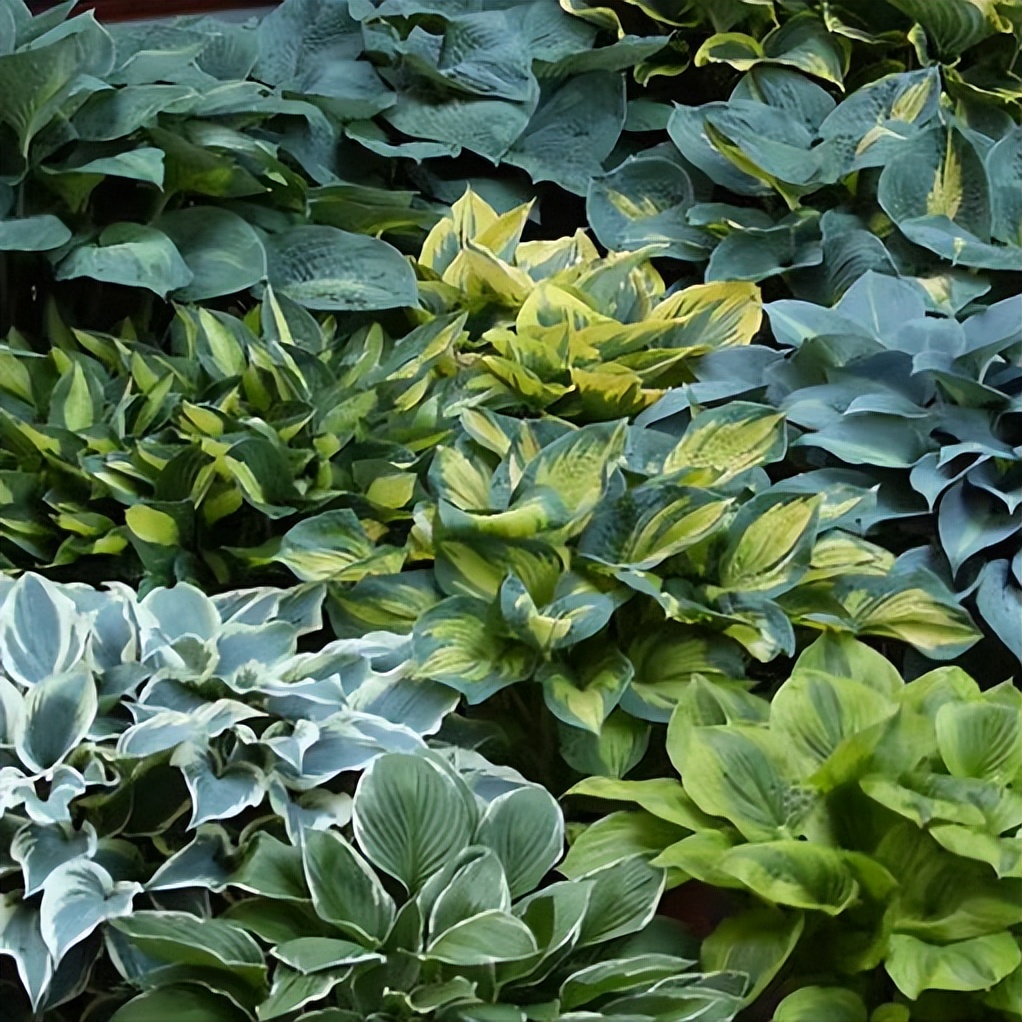 玉簪花开花期的养护,玉簪花如何养护和管理