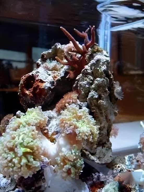 海水珊瑚缸鹦鹉螺,海水缸珊瑚视频大全