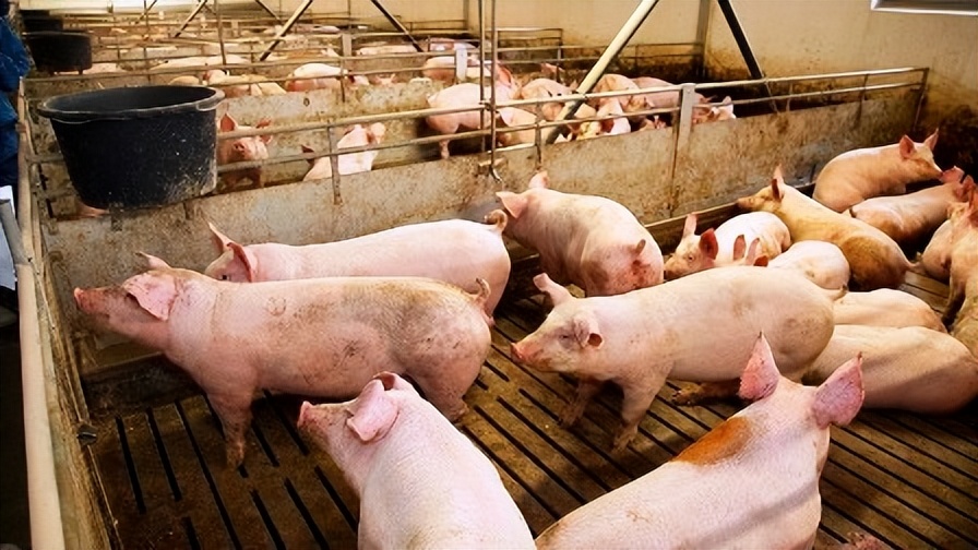 如何提高母猪的受孕率方案,猪用人工授精能提高受胎率吗