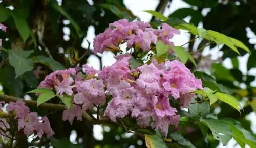 开花植物大全100种,实用分享30款小型开花树种介绍