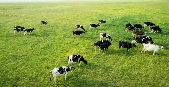 圣元优博盖诺安钙铁锌产量,圣元优博盖诺安奶粉钙铁锌