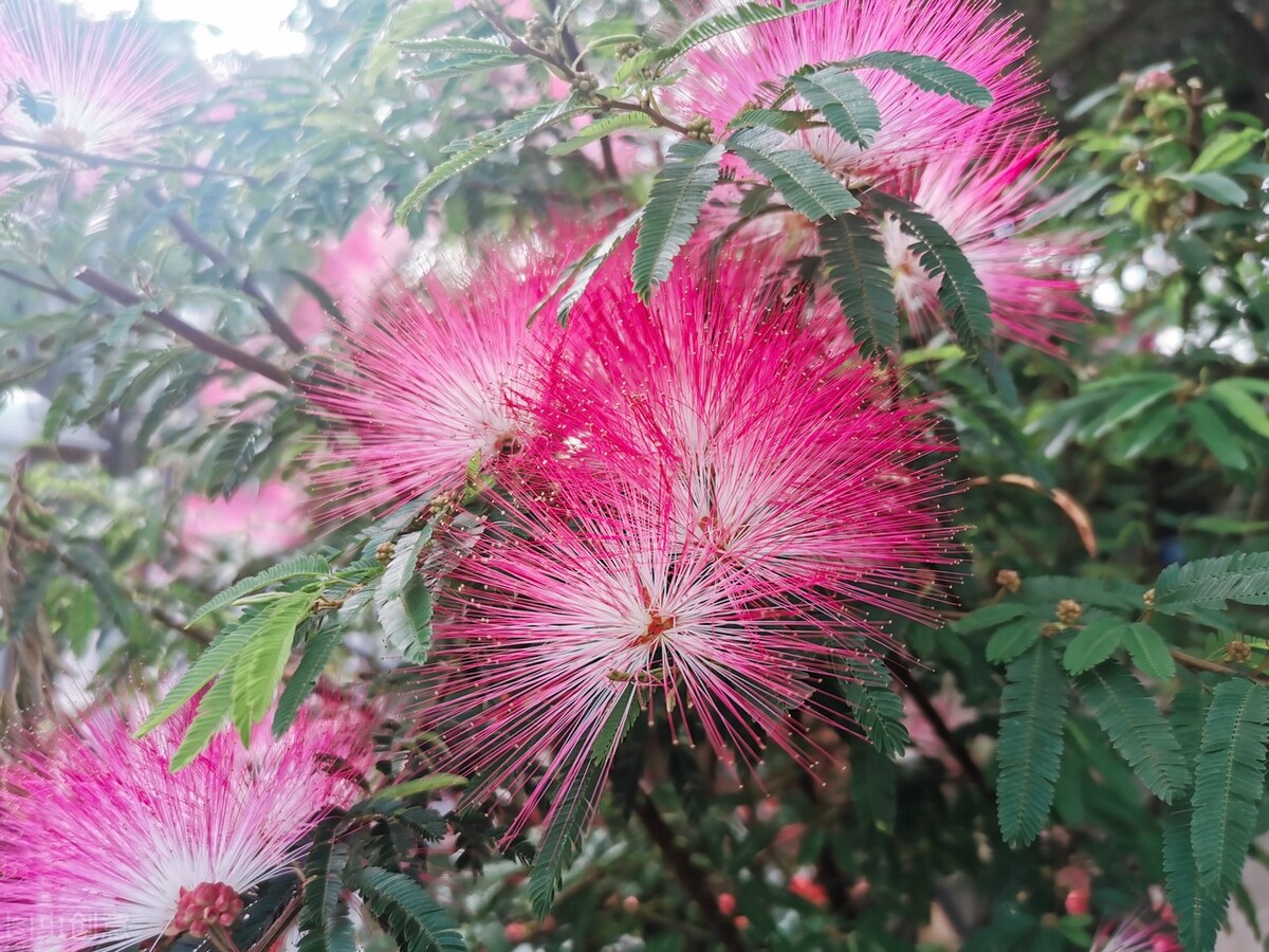 *欢合**：树姿优雅，叶形秀丽，昼开夜合，开粉红色有绒缨状花