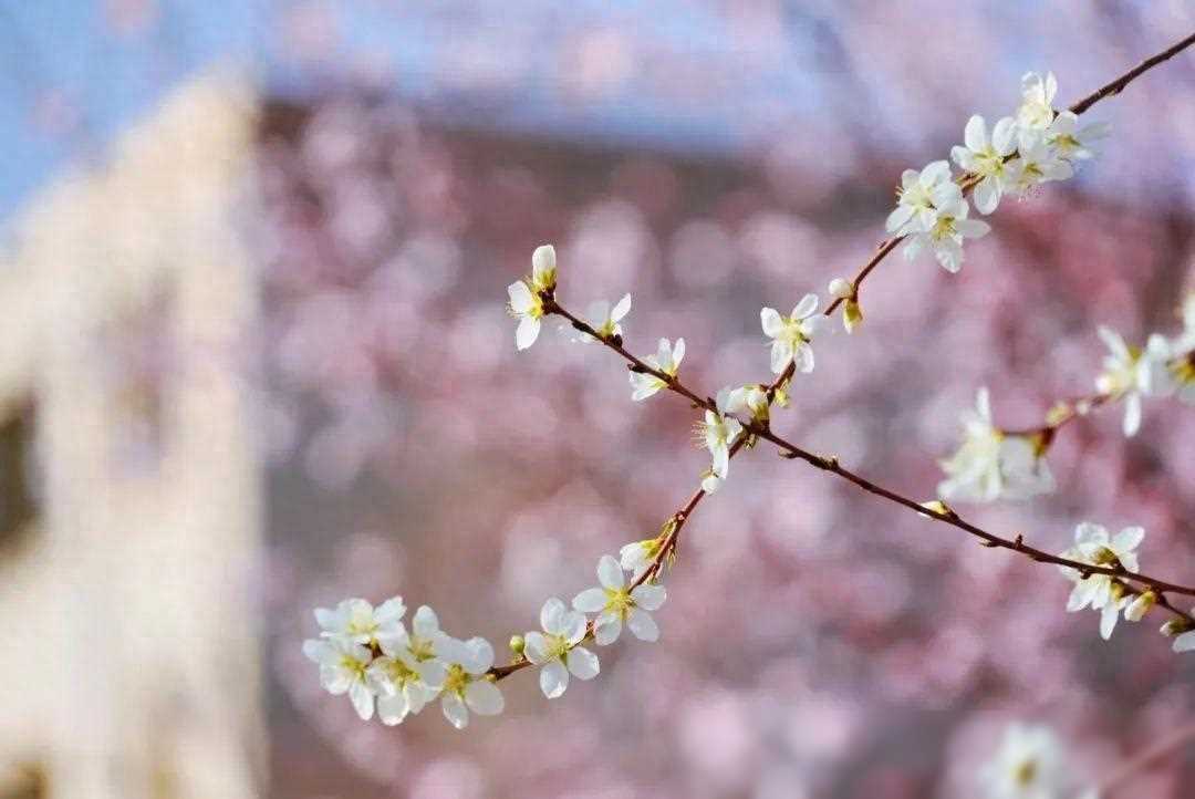 叙利亚美女第一次来中国上海,叙利亚美女旅游