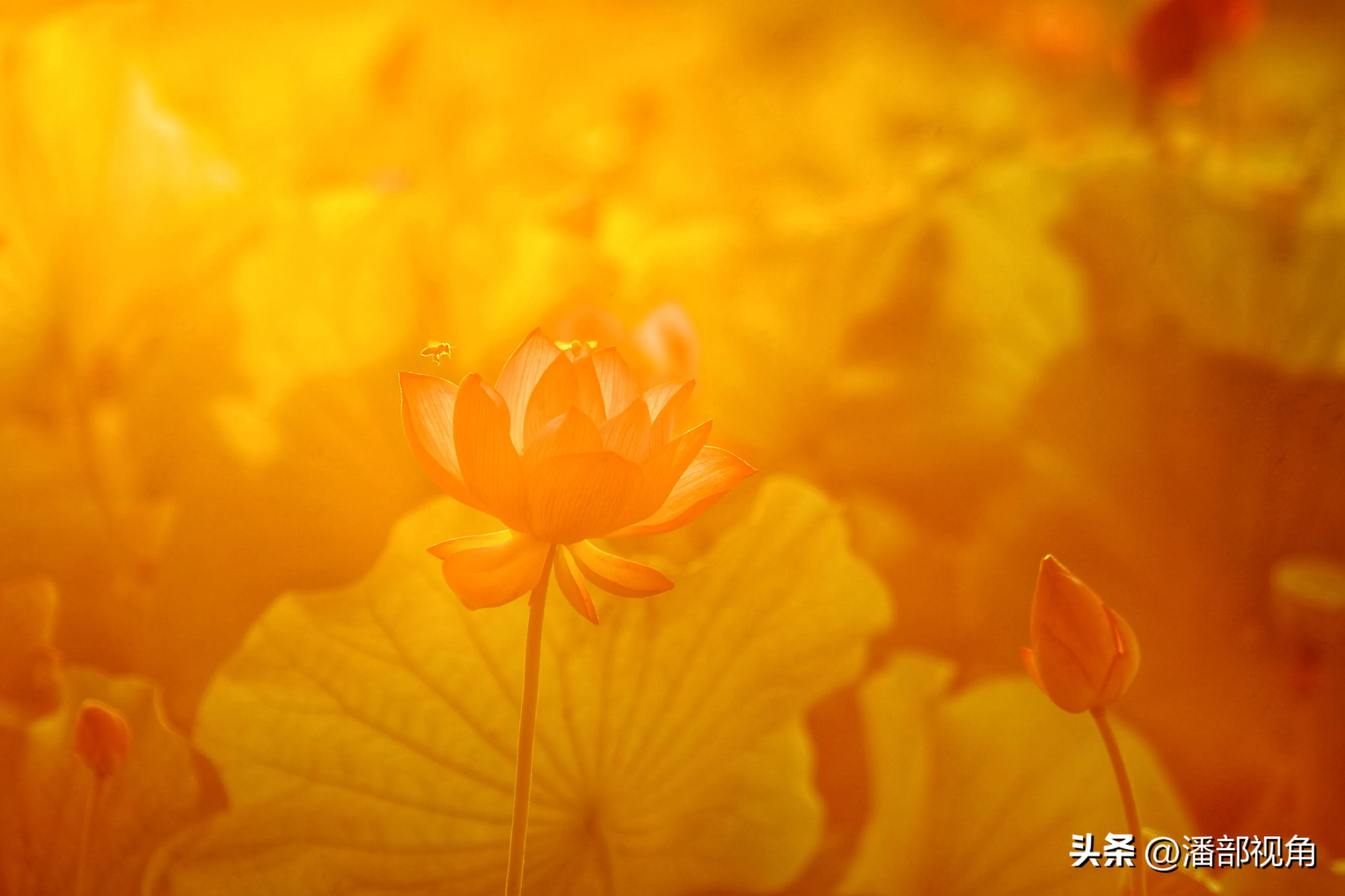 无锡七月底哪里的荷花开了,无锡太湖荷花开了吗