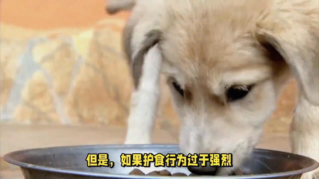 怎么纠正狗狗护食视频,狗狗护食多久才能纠正过来