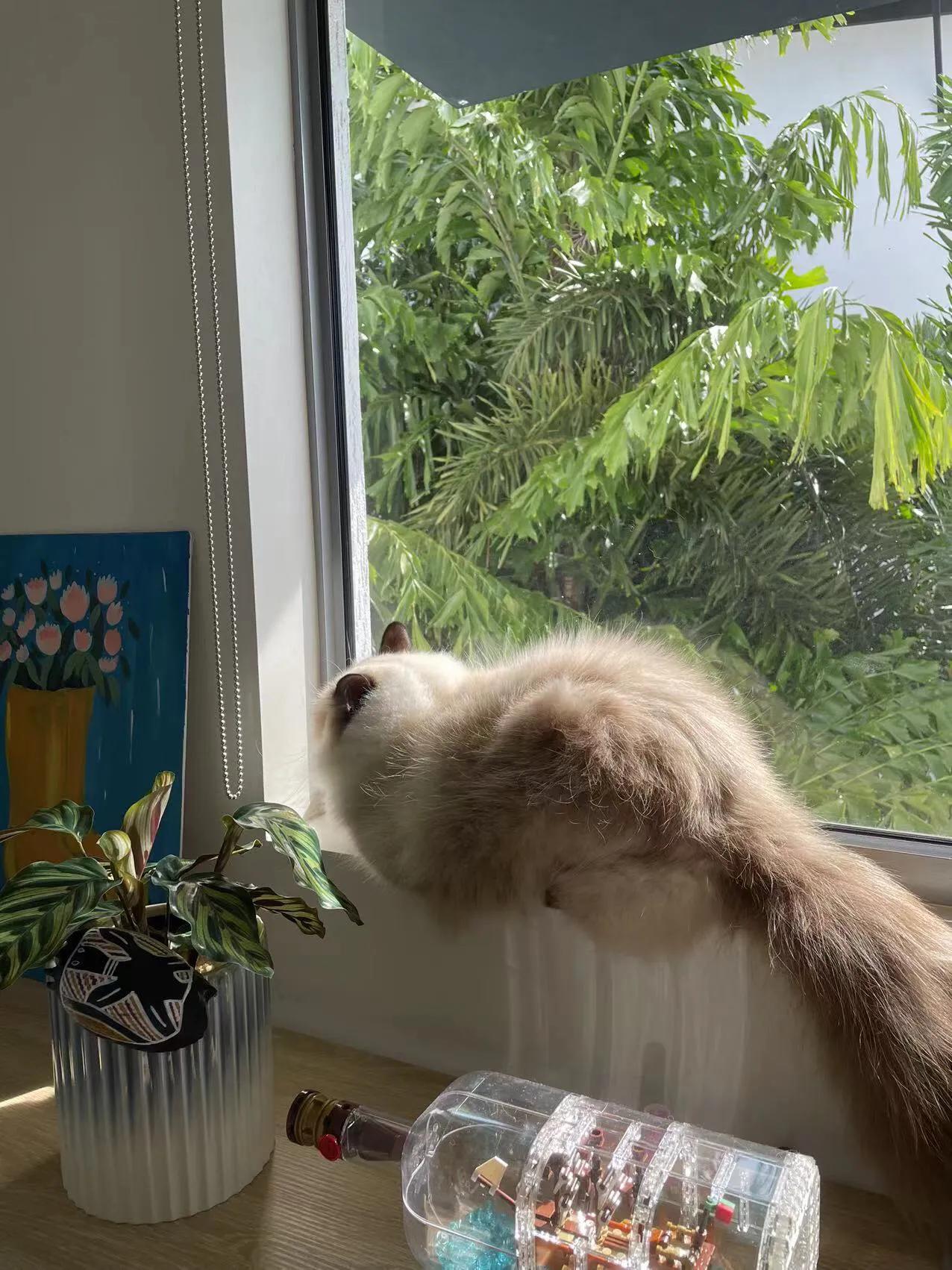 在澳洲养布偶猫,在澳洲养猫一年多少钱