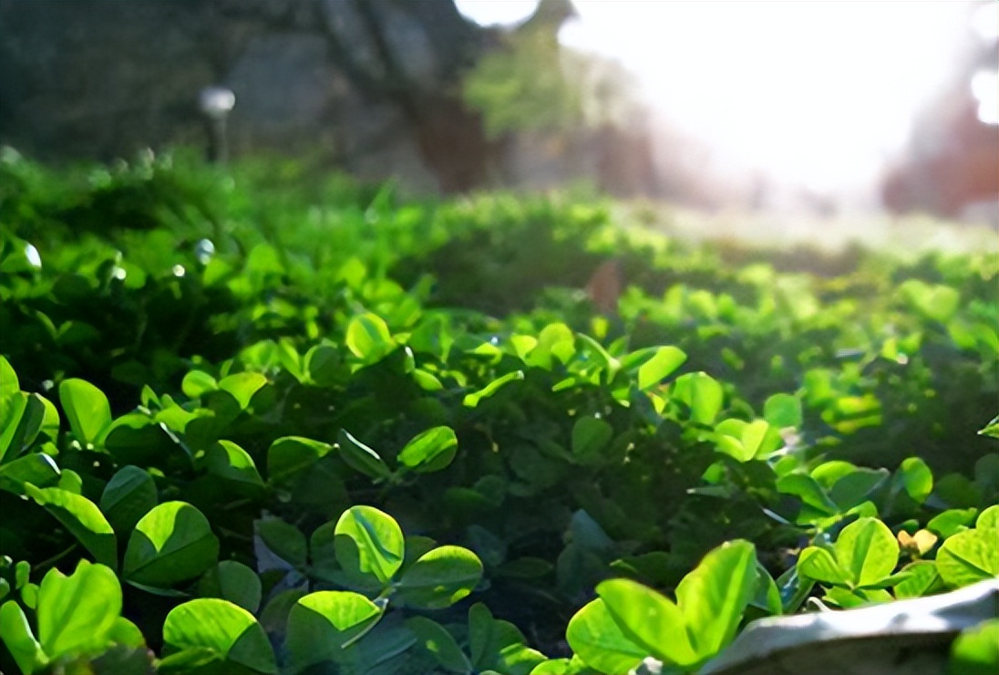 农业扶贫的正确方式,农业技术方面对扶贫的帮助