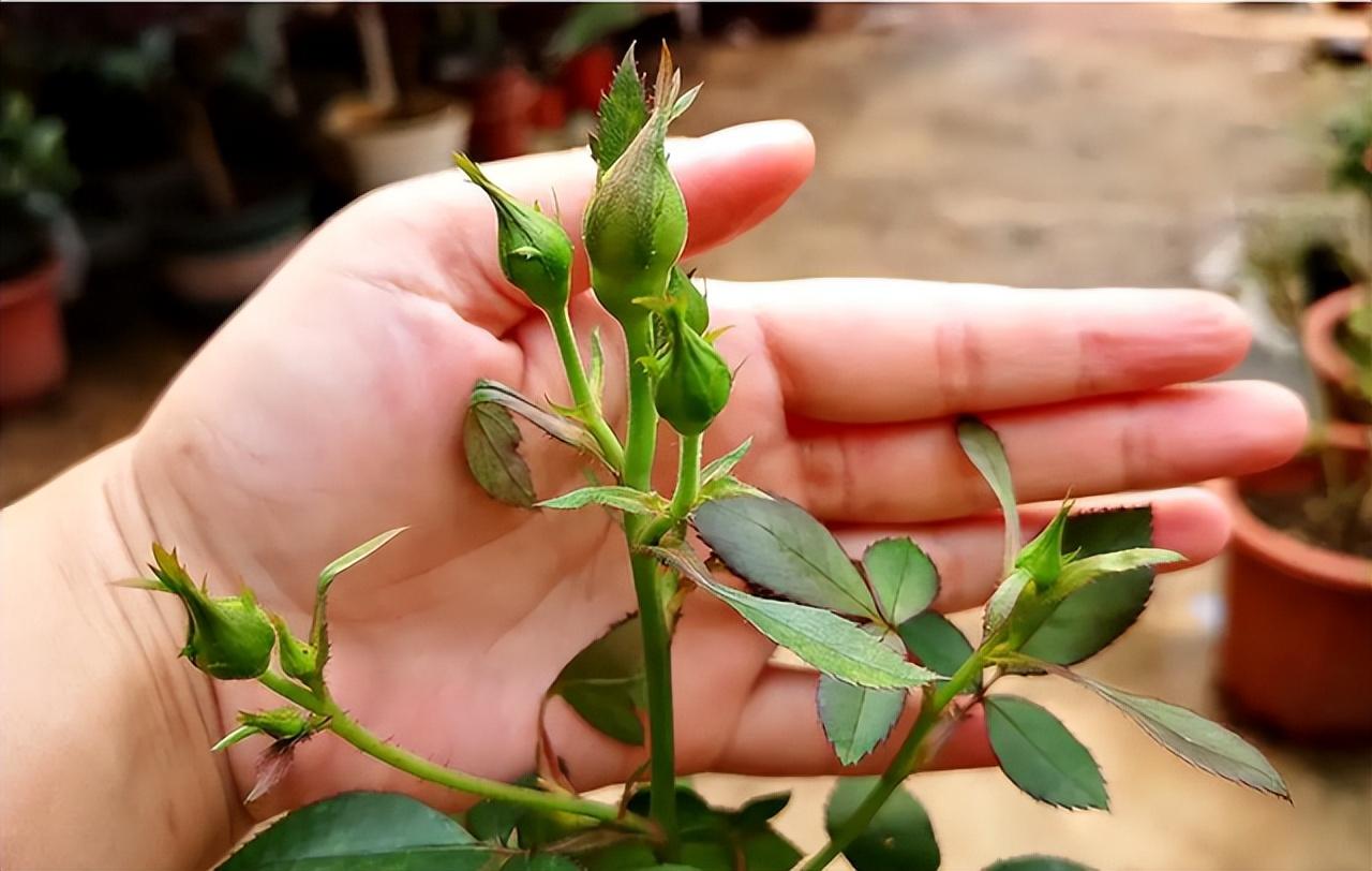 虎刺梅大花品种磷酸二氢钾,磷酸二氢钾促花促果用多少倍