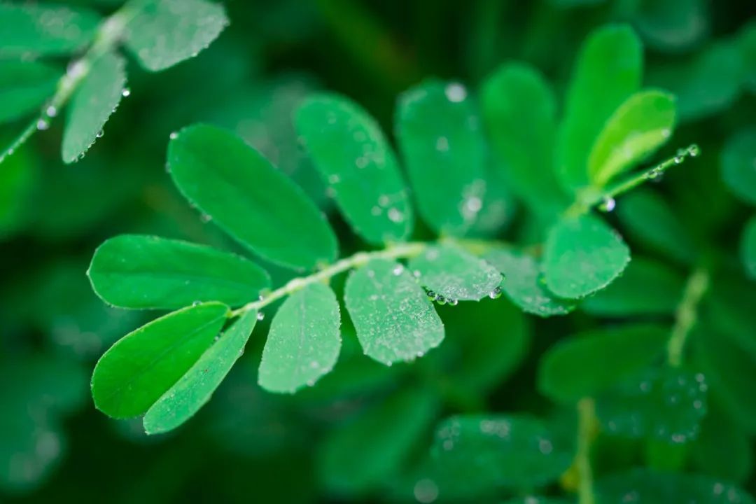 关于寒露的唯美诗句,寒露诗词最美佳句