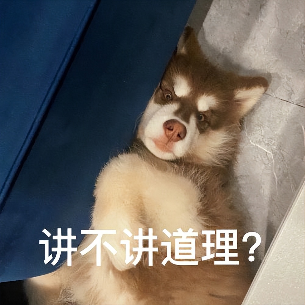 狗界暖男排名,狗界暖男德牧