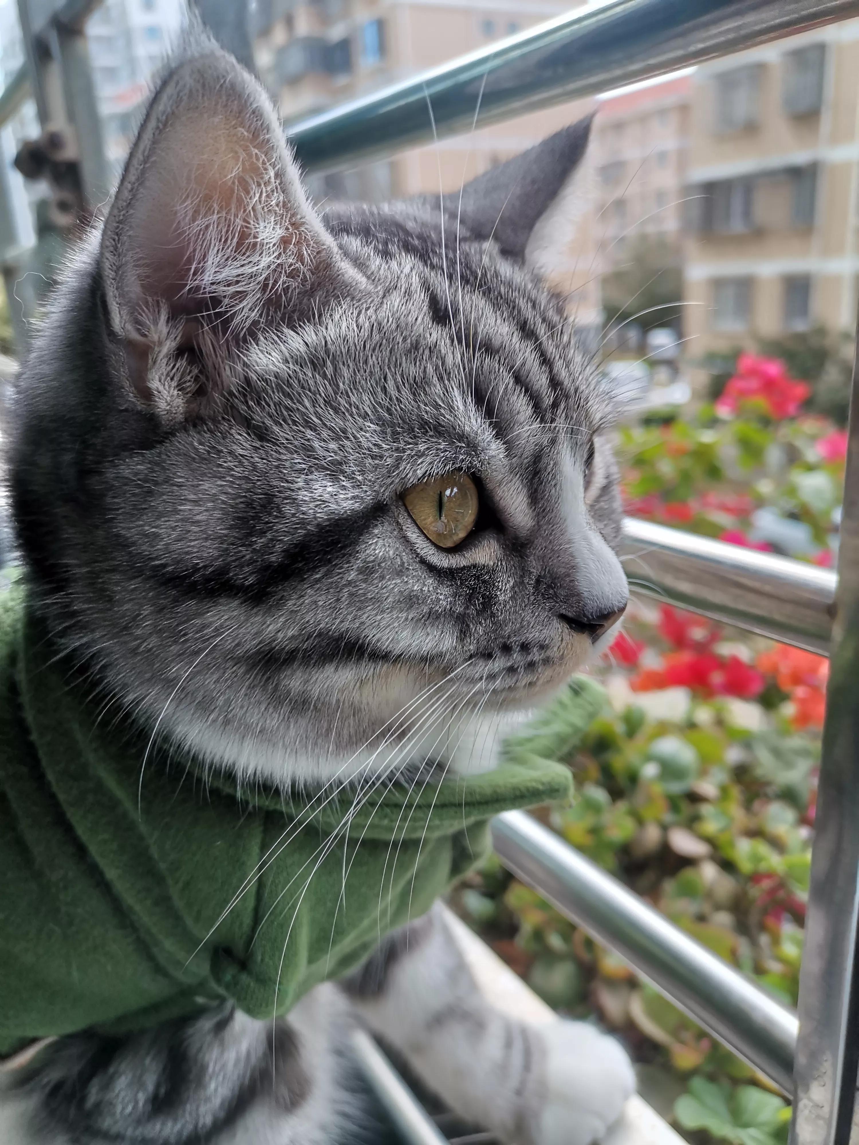 孤傲的美短豆包子猫猫，具有王者之心