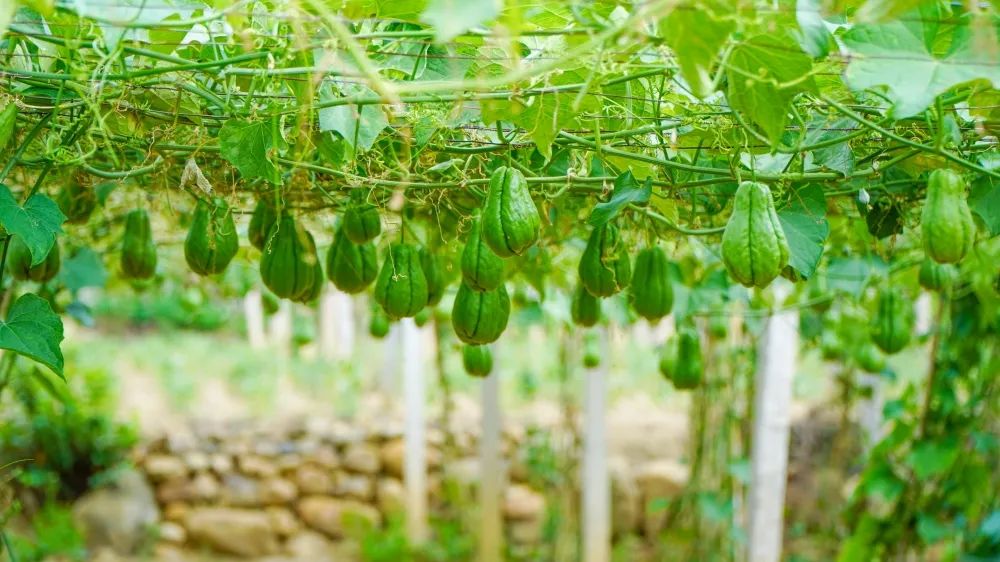 高产的佛手瓜,佛手瓜致富瓜图片