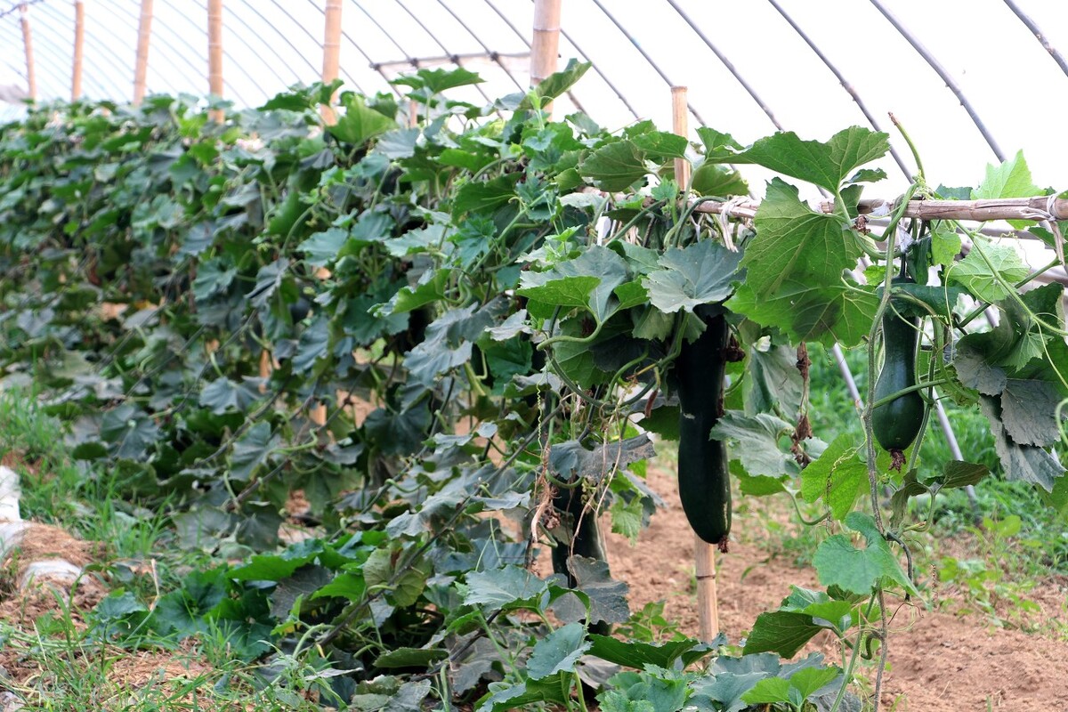 怎么做好农村家庭农场,想要经营家庭农场你必须知道这些