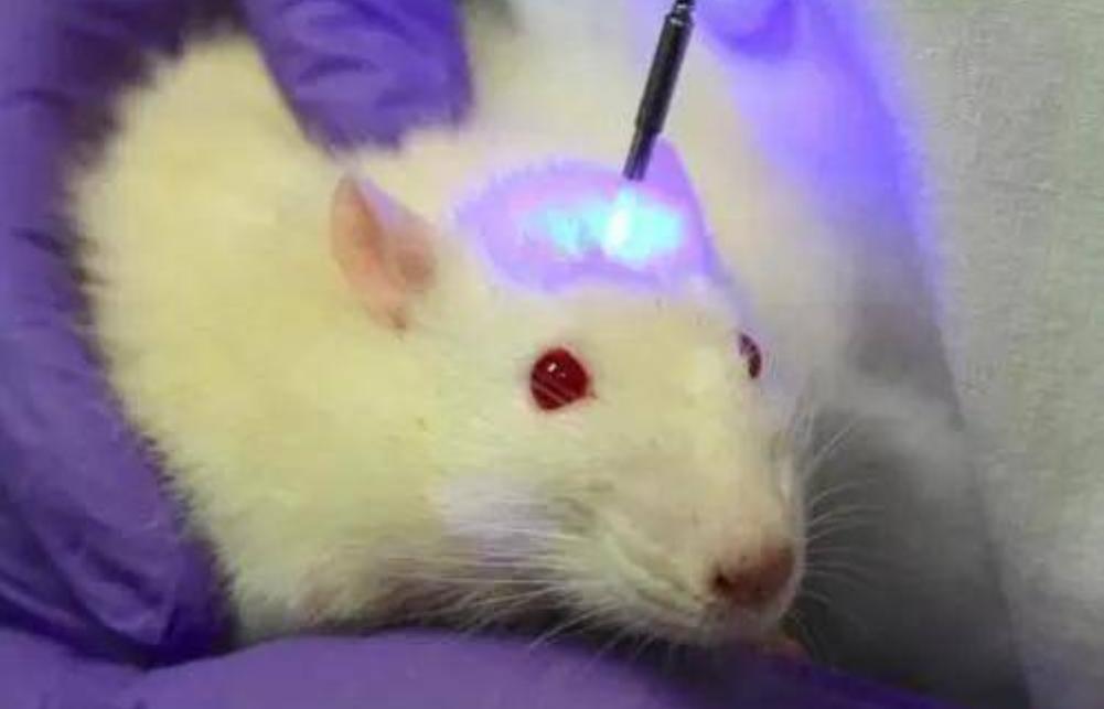 美国8只白鼠进入乐园,美国将8只白鼠放进乐园