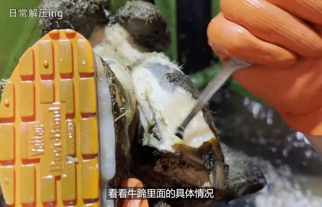 牛牛得了口蹄疫肉能吃吗,牛牛得了牛痘怎么治