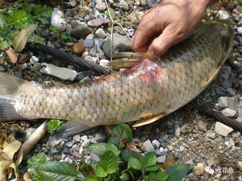 12种水产病害防治,你对水产动物病害的初步认识