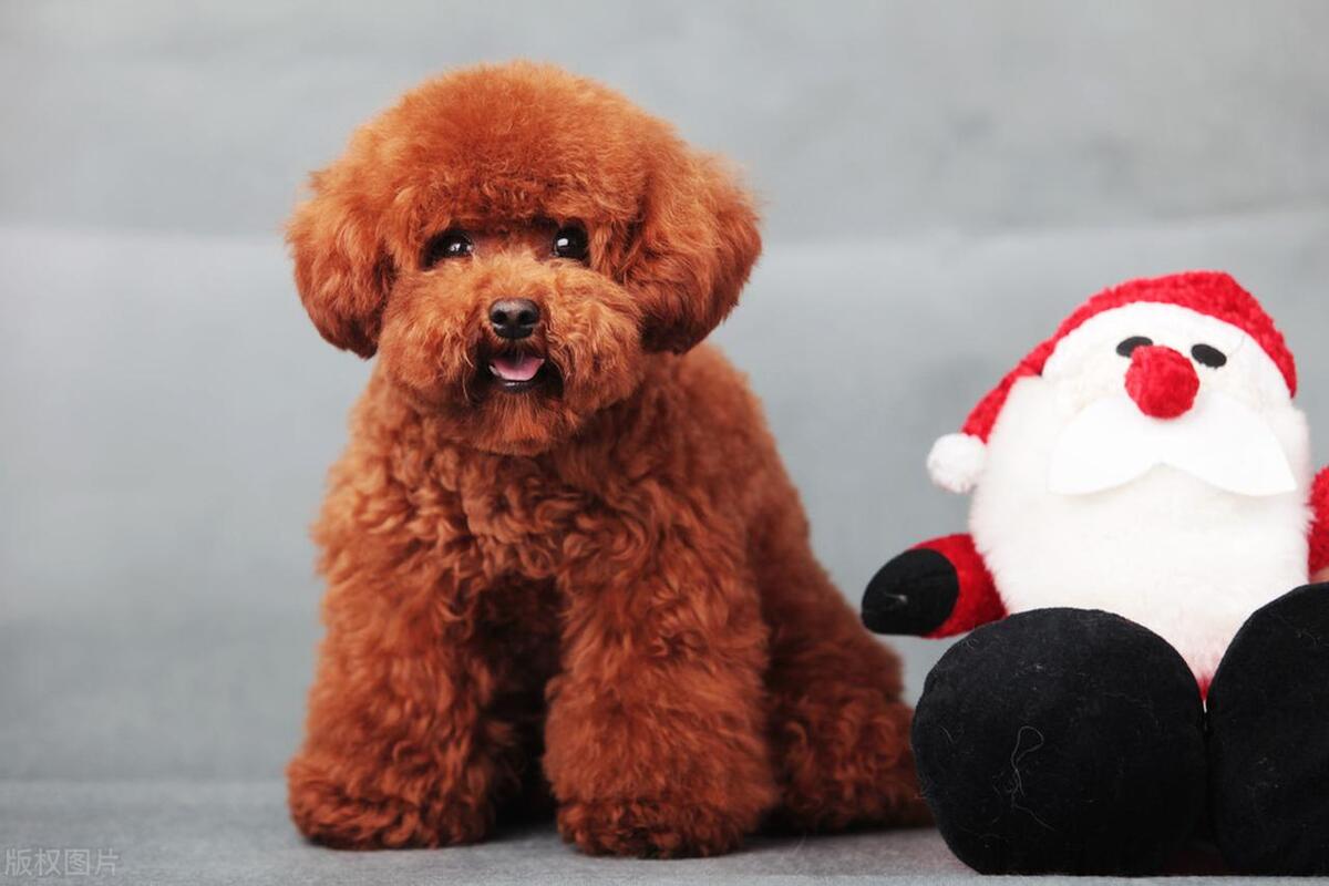 女生最适合养的暖男狗,女生养什么样的狗狗最好