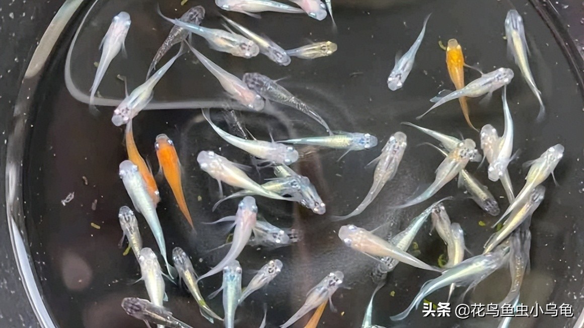 观背青鳉从卵孵化到长大需要多久,观背青鳉鱼卵如何提高孵化率