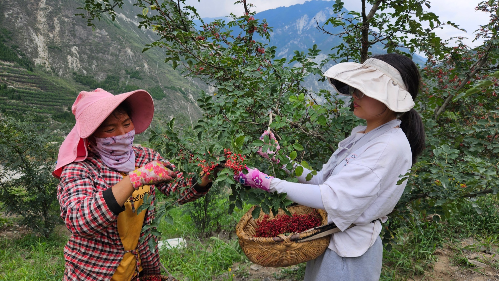 花椒丰收季节是几月,老家花椒丰收季