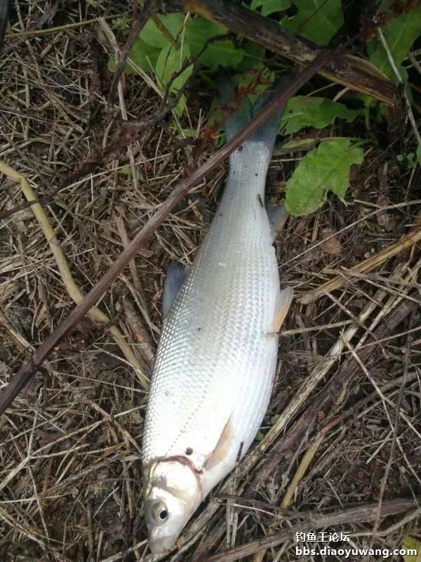 今晚吃鱼能配蓝鲫吗,今晚吃鱼加野战蓝鲫评测