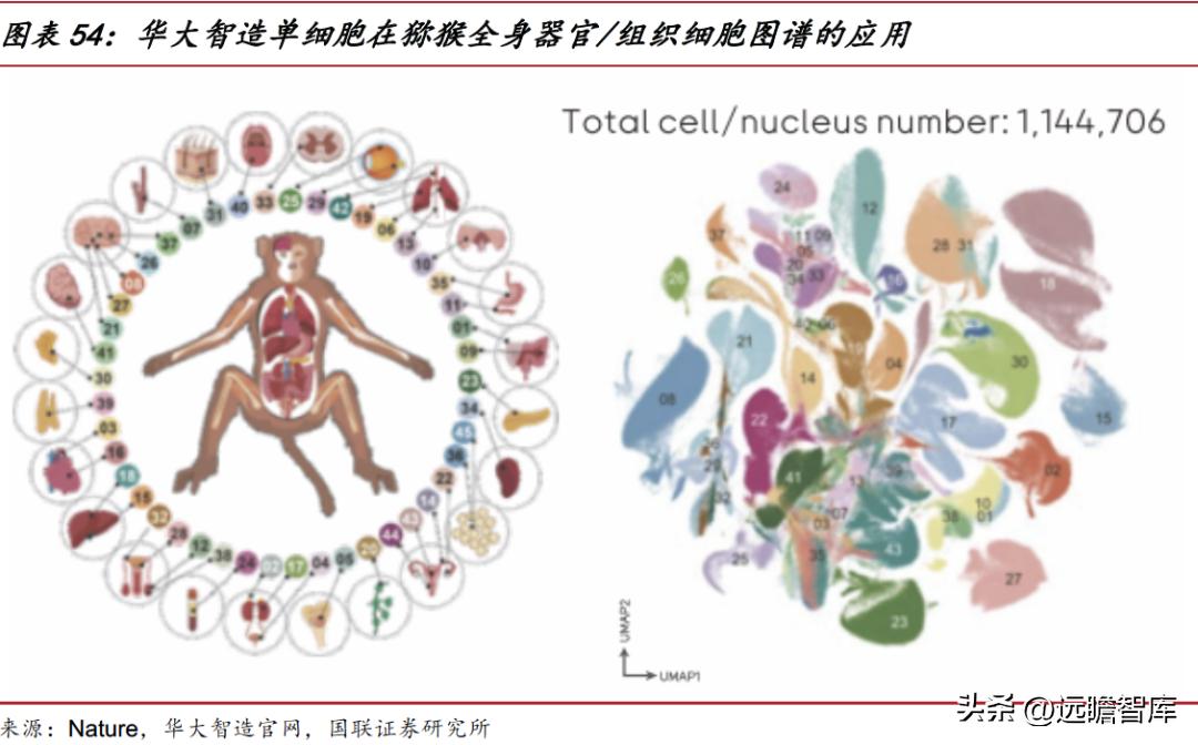 华大智造测序,美国华大智造基因测序