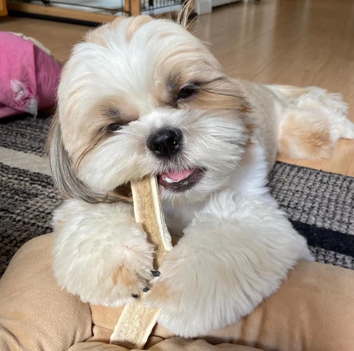 狗粮怎么挑选狗粮避坑指南,狗粮怎么选湿粮和干粮呢