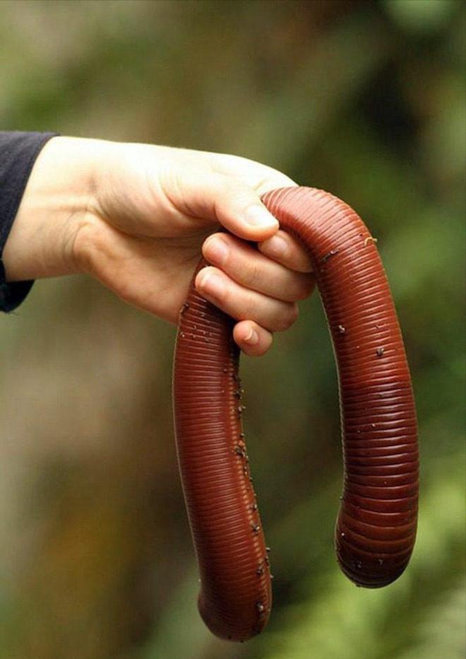 小伙养泥鳅年入百万,90后小伙养变异泥鳅