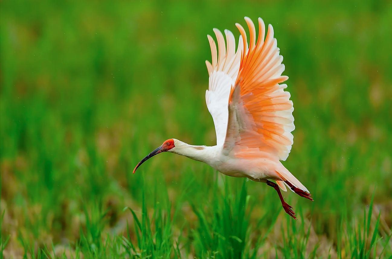 各国的国宝和国鸟都是什么,中国十大国宝珍稀鸟