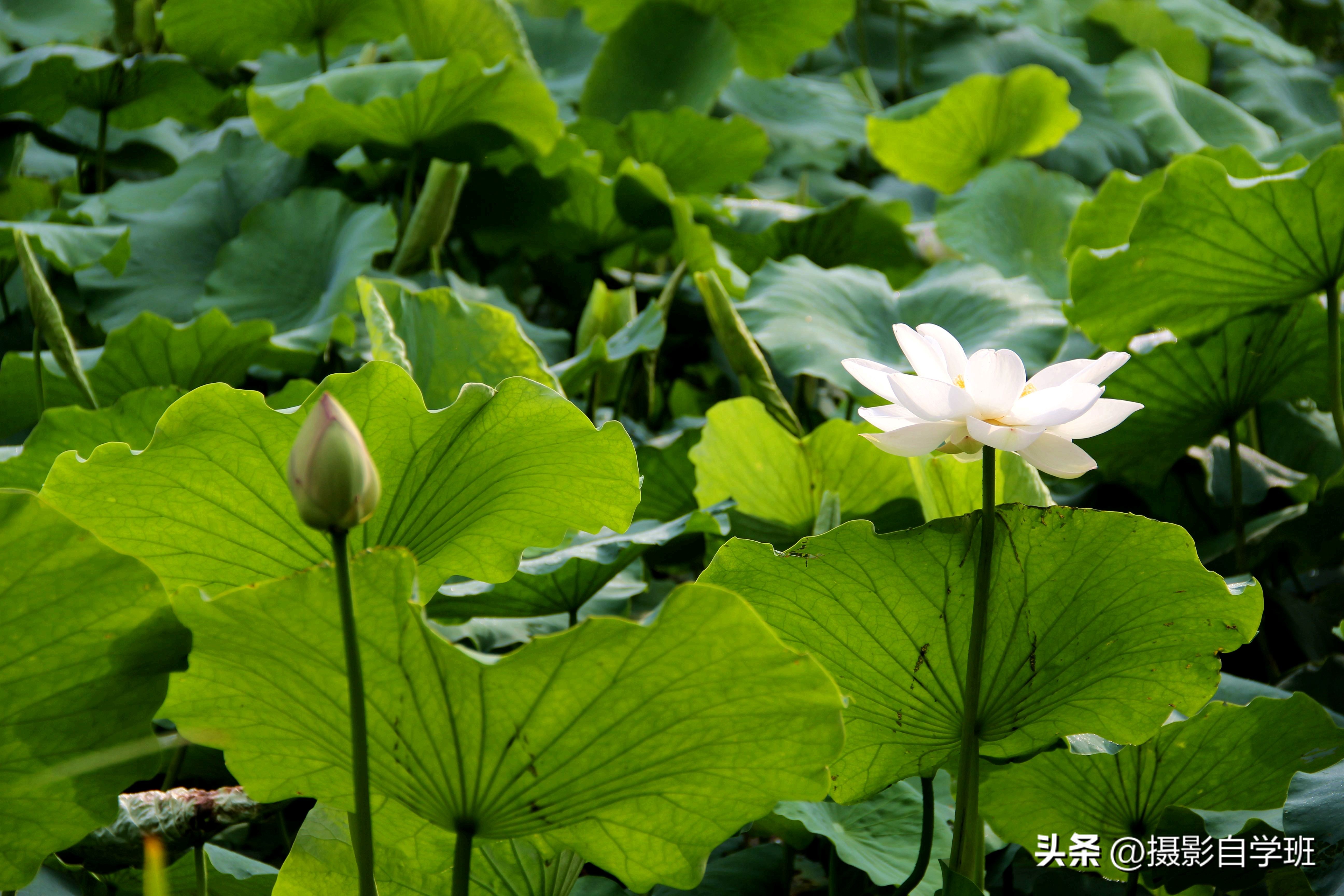 第二十一届摄影作品征稿,摄友投稿图片