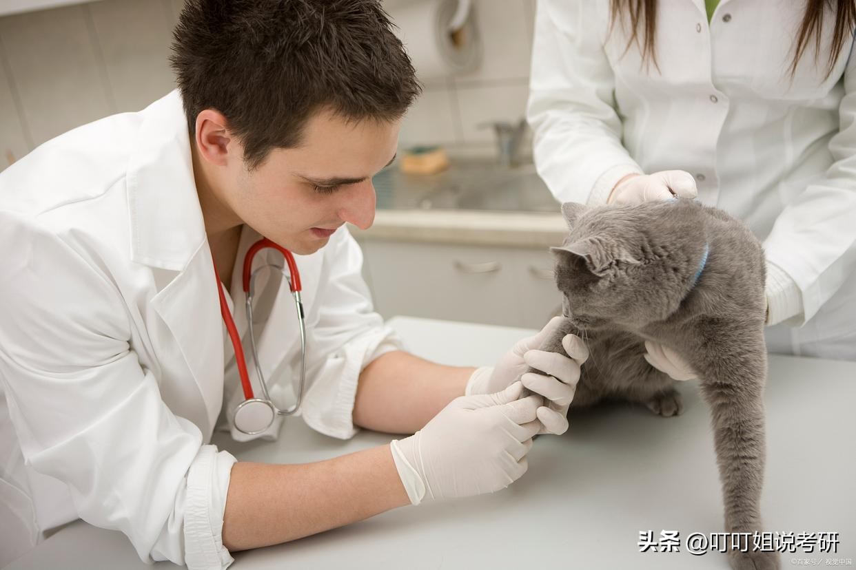 兽医医学和动物医学的区别,兽医和畜牧兽医哪个专业好