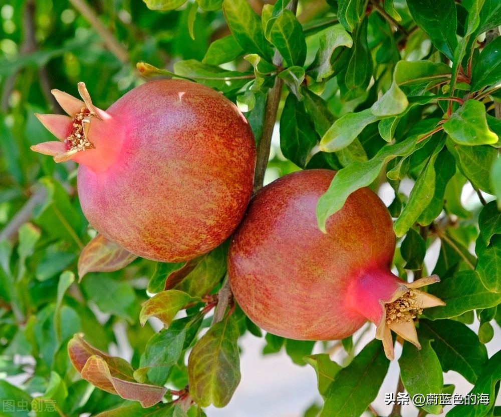 石榴熟了,石榴熟了阿娜尔罕怎么了