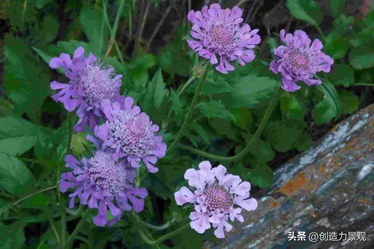 夏季好养的花卉有哪些,夏季的常见花卉有哪些