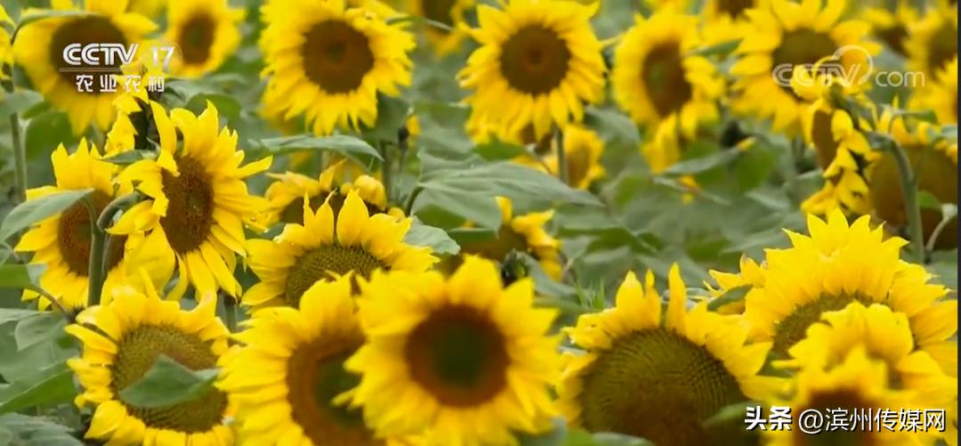 向日葵为什么冲着太阳的方向生长,为什么向日葵要向着太阳生长