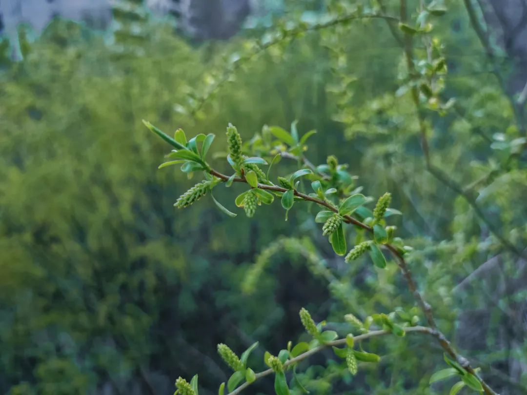 商城谷雨茶,邀您一起共品谷雨茶