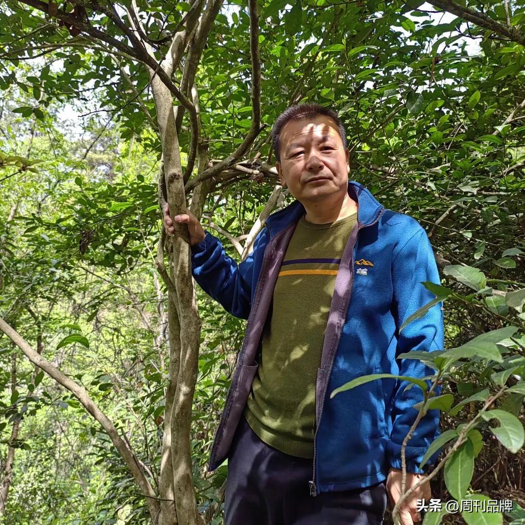 诸暨千年茶树王,走进古树茶王