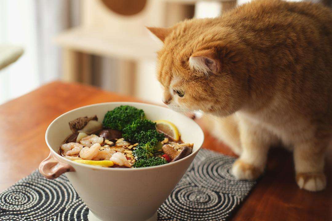 长期养猫突然变凶,再次提醒养猫会得这7种病